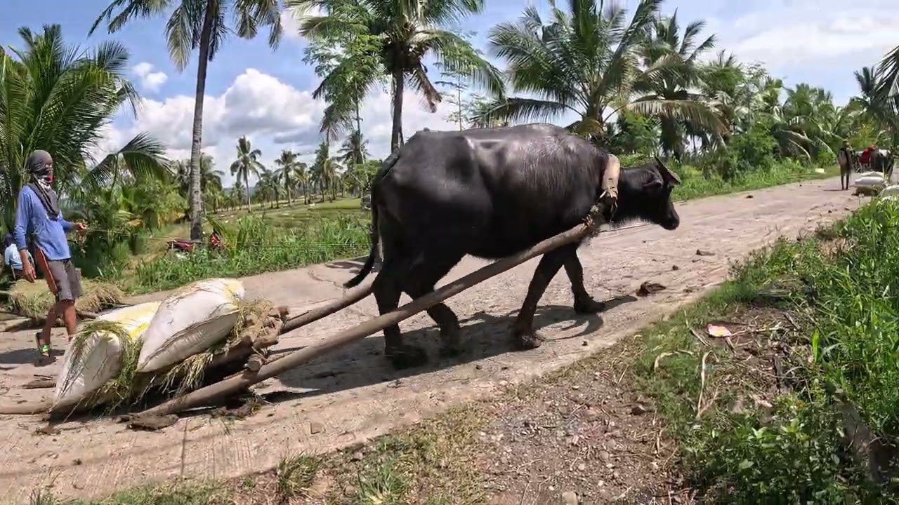 BIG BLACK PHILIPPINE CARABAO 