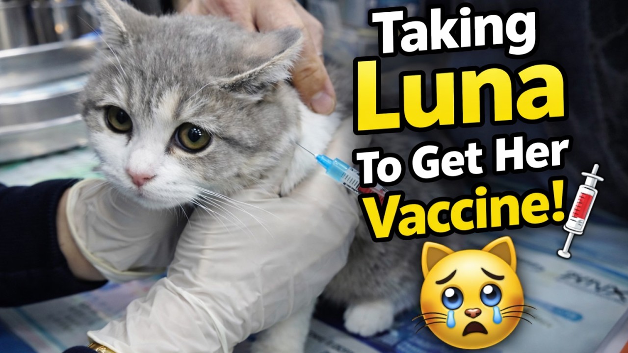 Taking Luna to Get Her Vaccine! 😿💉