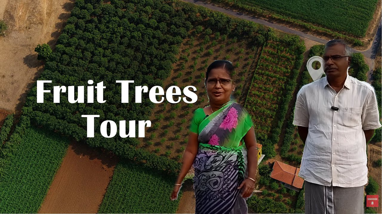 பழத்தோட்டம் சுத்தி  பாப்போம் | Fruit Trees Tour | Farm Vlogs