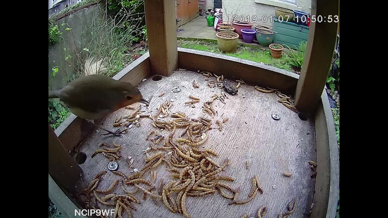 Birds Feeding From Table | WiFi Bird Box Camera