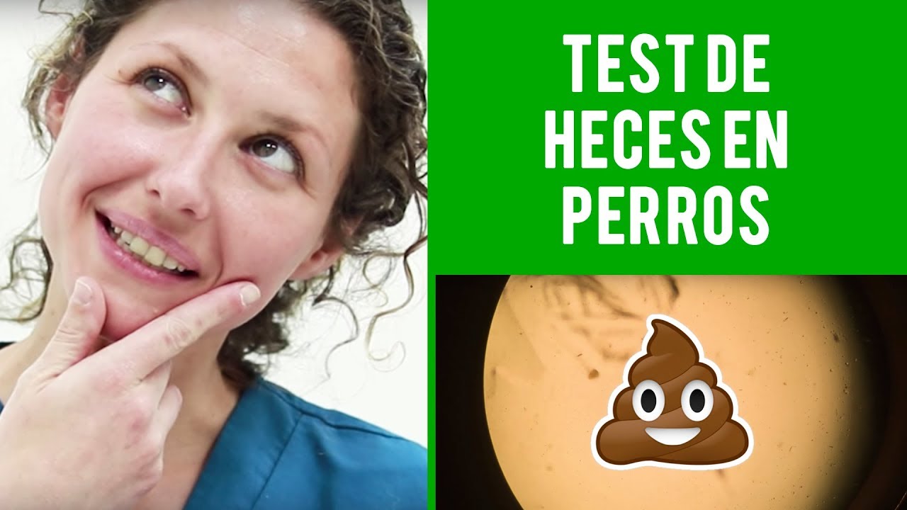 Test De Heces Perros | La Importancia De Los Test De Heces
