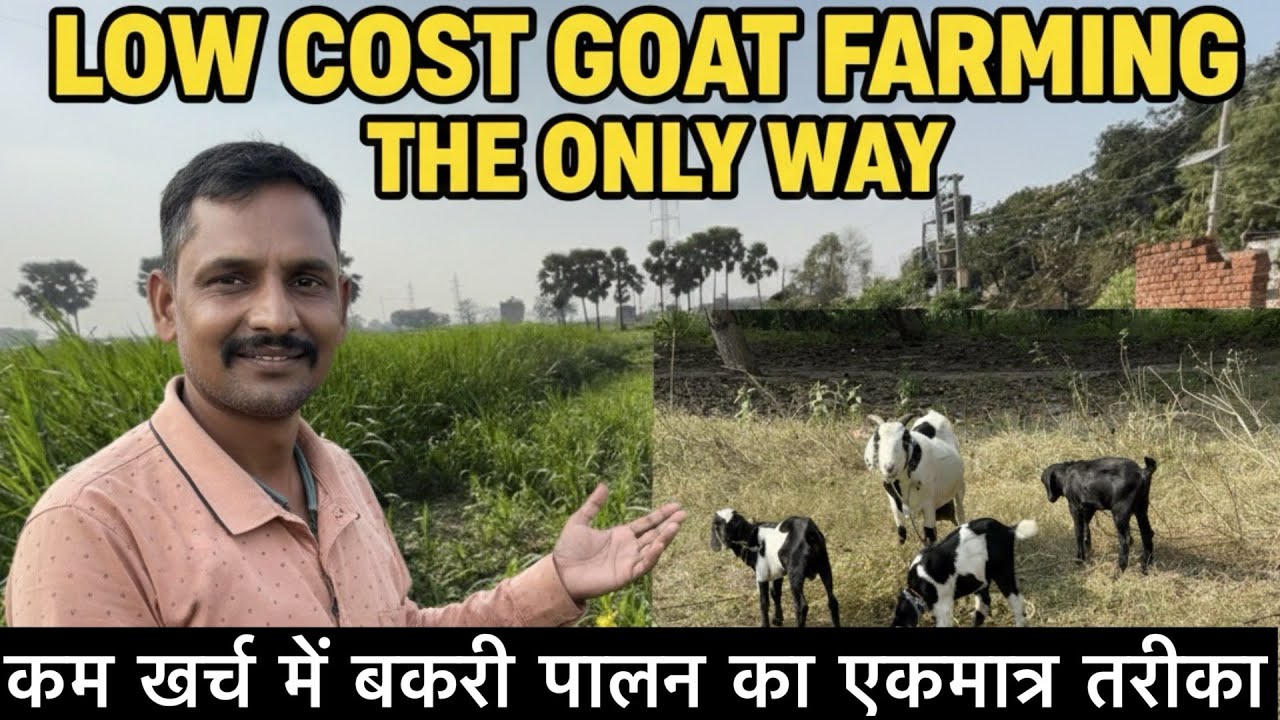 बकरी पालन बहुत ही आसान पर इस तरह करें || Low Cost Farming Tips 