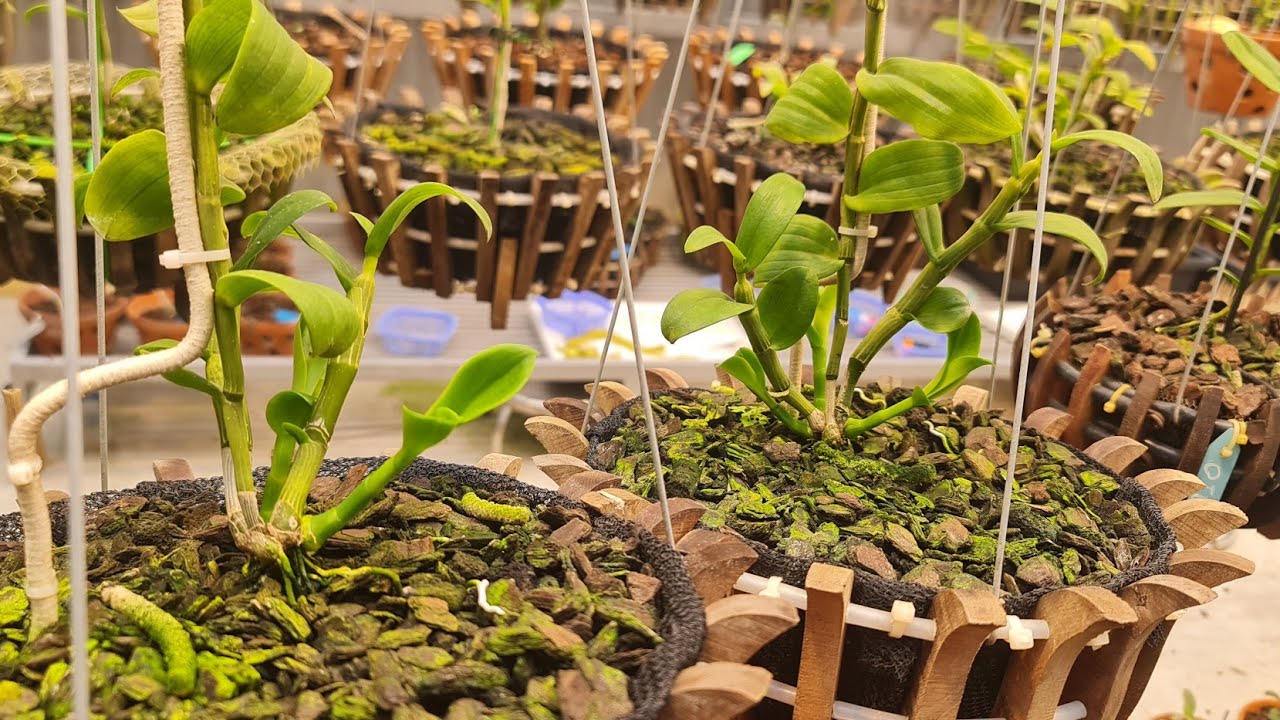 0982303111. Nỗi lo ốc sên ăn mầm gốc, bữa ăn tiền tỷ. cách trị ốc bảo vệ mầm gốc hiệu quả nhất.