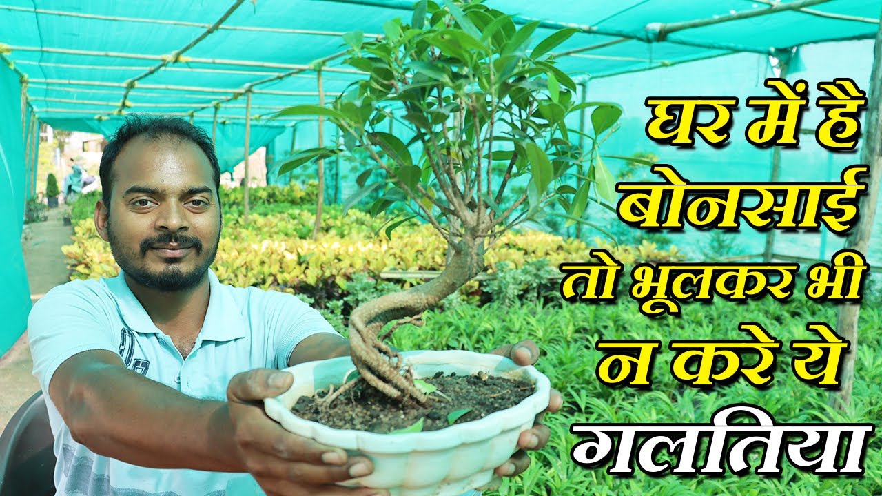घर पे है बोन्साई तो ऐसे करे केयर | 2022 Latest Bonsai Care & Maintenance | Tips & Tricks in Hindi