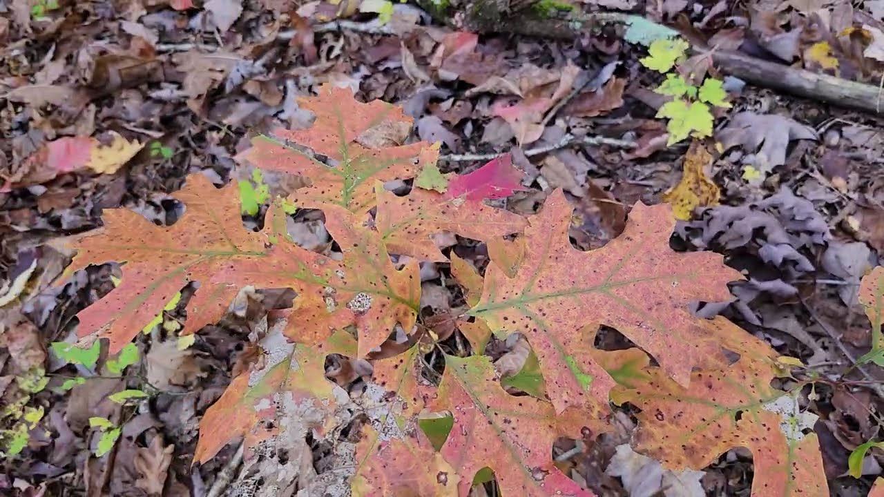 Fall Leaves at Pogue Creek Canyon3