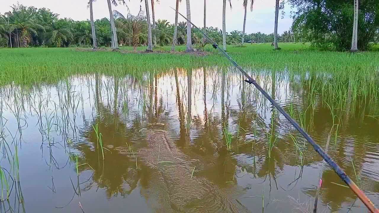 SAWAH PADI SERASA KOLAM PANCING #mancingikannila #mancingmania #mancing