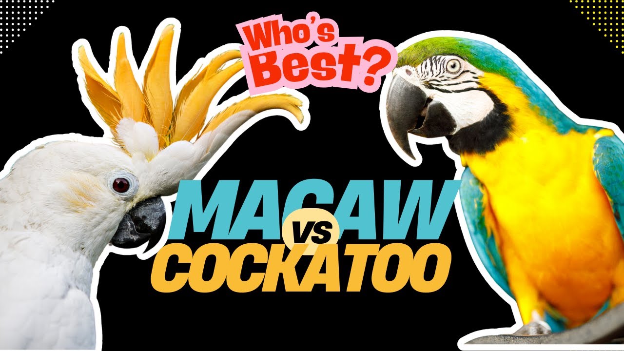 Macaw vs Cockatoo: Who&rsquo;s the Best Pet? 🦜