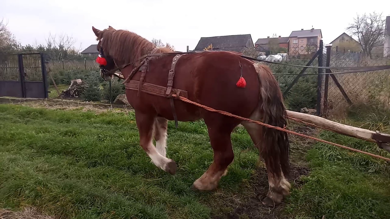 Zaprzęganie klaczy przejażdżka do lasu