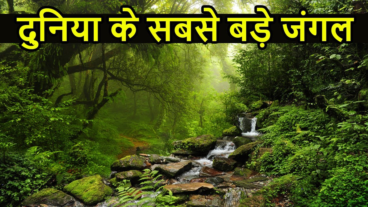दुनिया के सबसे बड़े जंगल | Top 10 Largest and DANGEROUS Forest in World