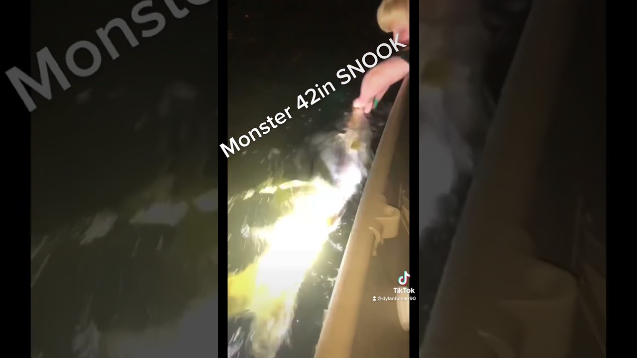 Monster snook