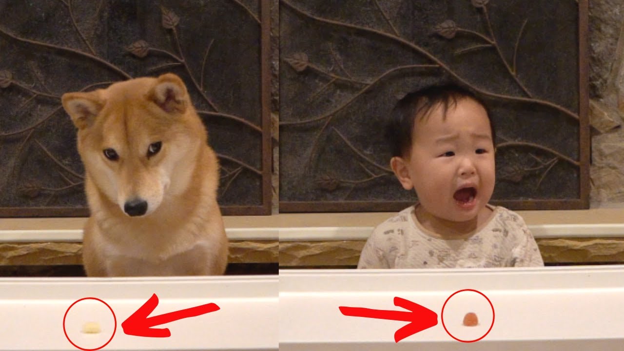 wait 30 seconds, get double the treats. (Part 2 of 5)