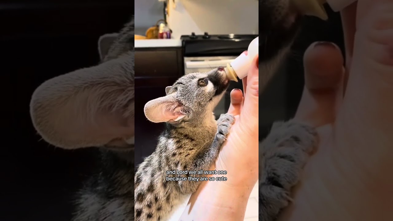 Why you DO NOT need a Norman aka Genet