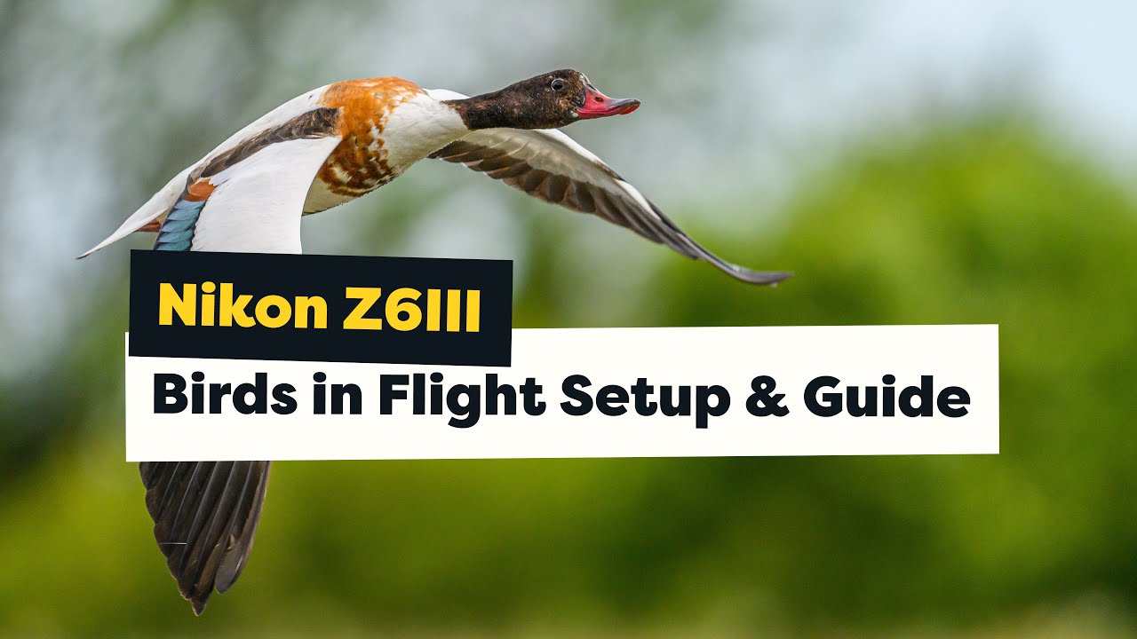 How to Set Up the Nikon Z6III for Birds in Flight