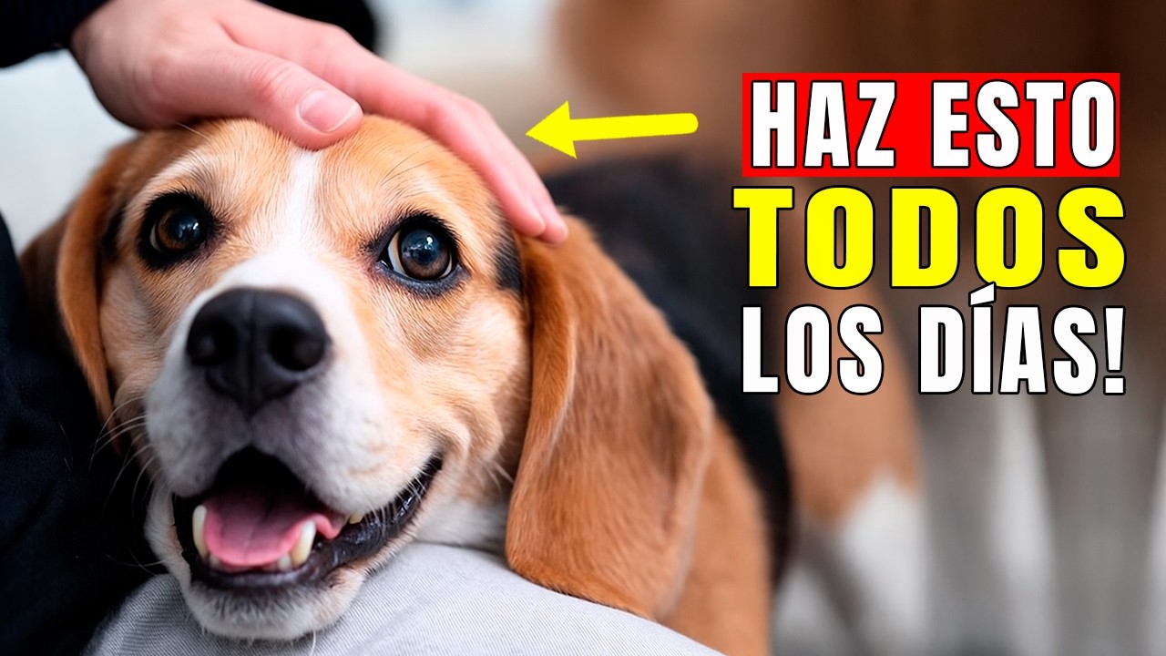 9 cosas que A VECES haces por tu perro (pero que deberías hacerlas a diario)