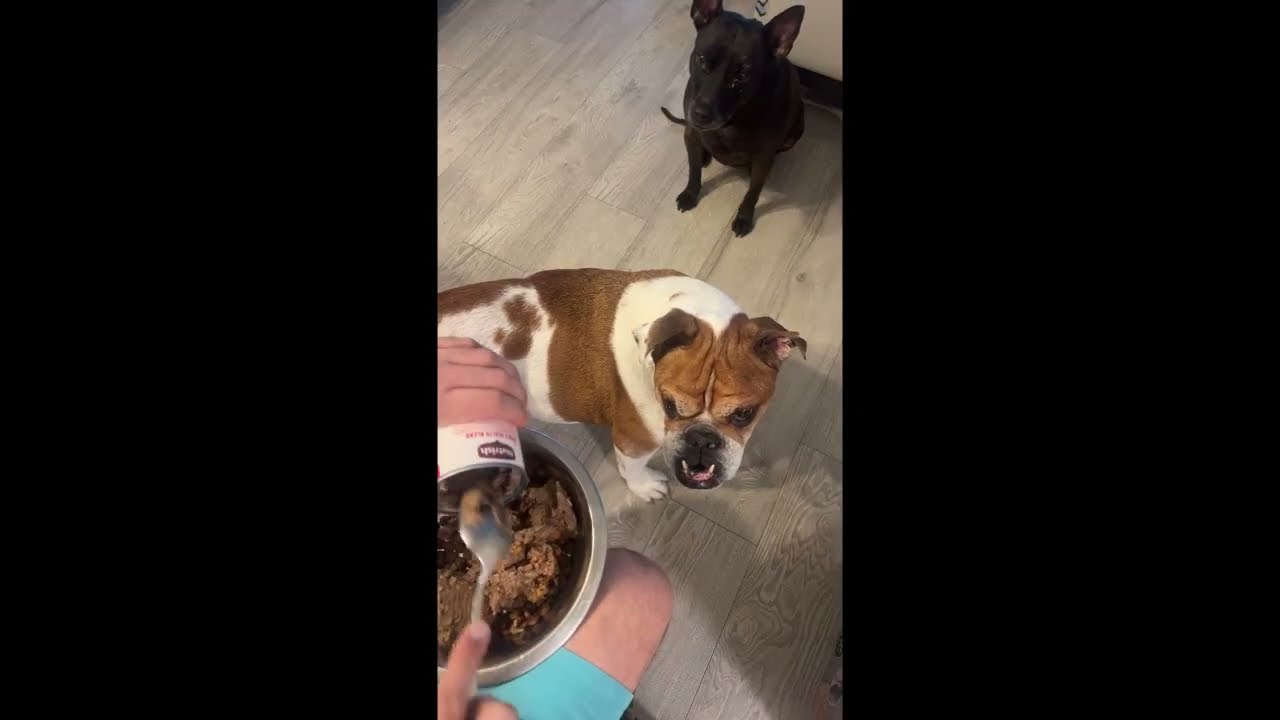 How I Feed my Senior English Bulldog