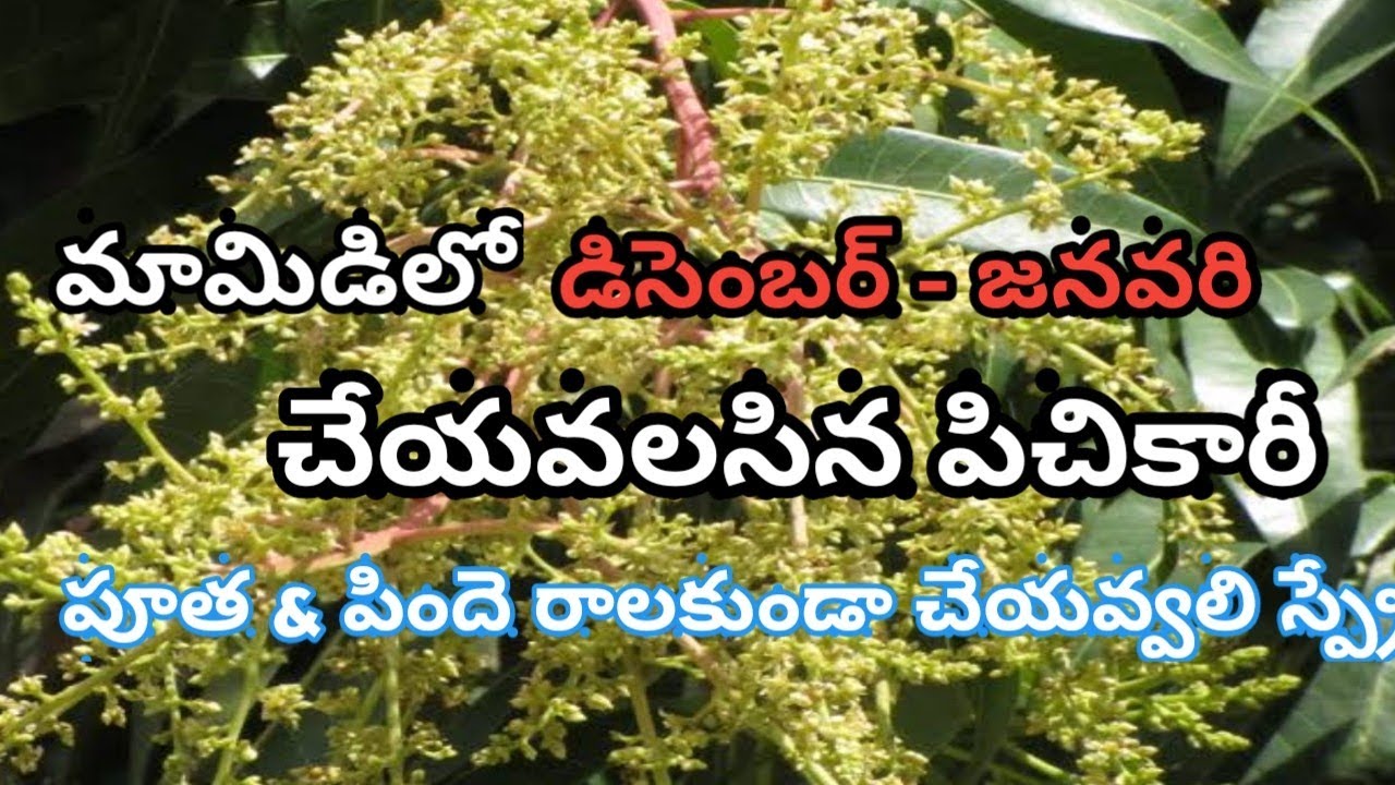 మామిడిలో డిసెంబర్-జనవరిలో చేయవలసిన స్ప్రే /పూత రాలటం నివారణ చర్యలు /మామిడిలో 2 వ పిచికారి
