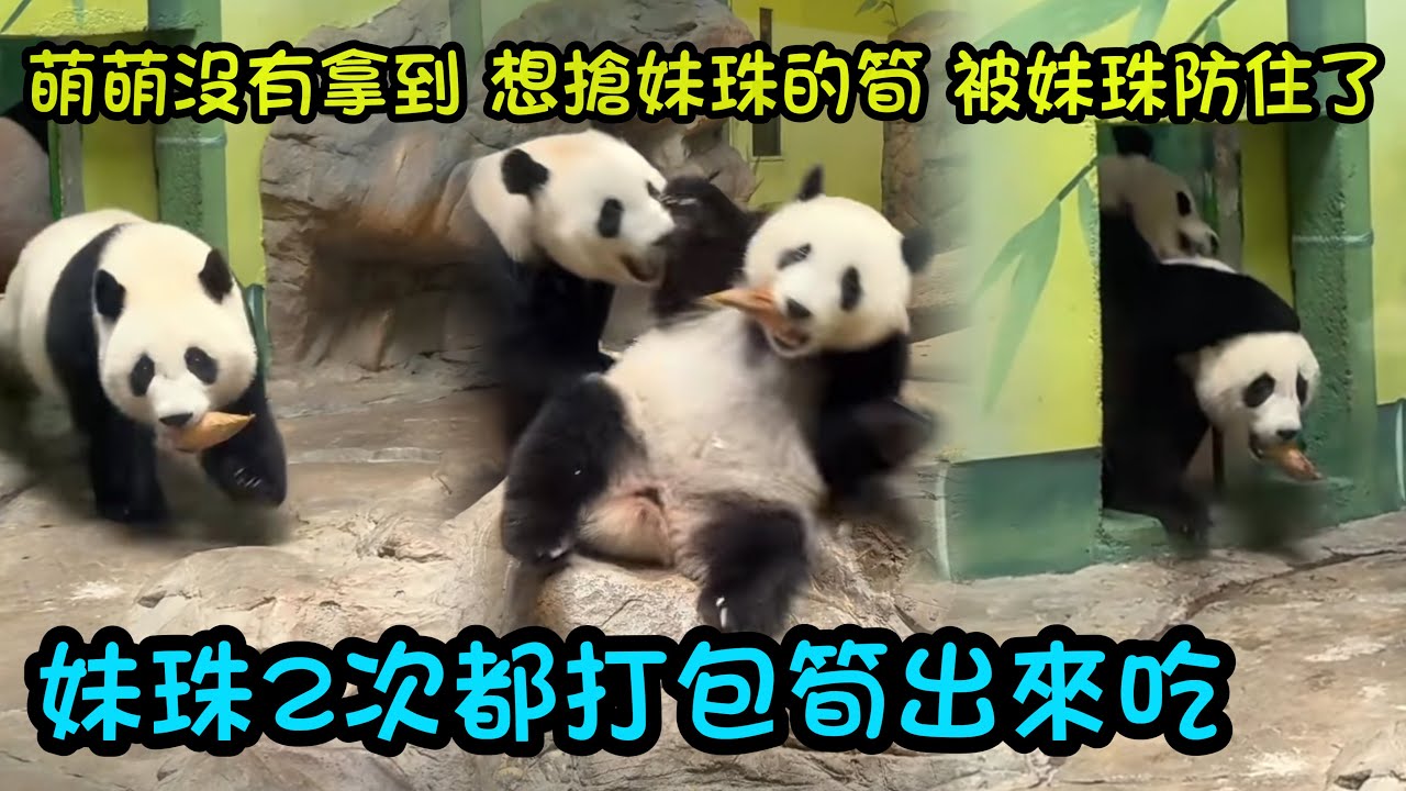 妹珠每次進去小房間都能拿到筍，萌萌也想搶妹珠的筍，都被妹珠防住了#大熊貓妹珠 #babypanda #panda 