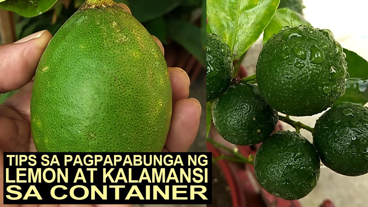 Tips Sa Pagpapabunga Ng Lemon At Kalamansi Sa Container
