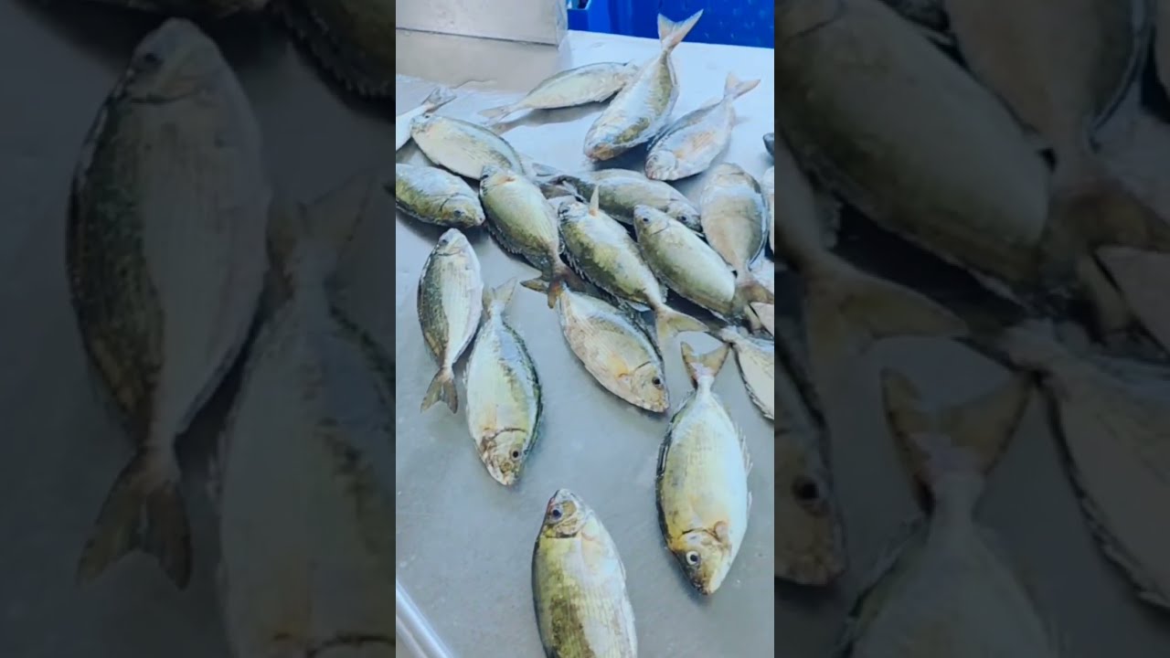 مزاد جدة للاسماك البحرية حراج الطروة 