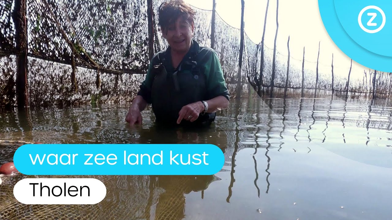 Waar zee land kust, Tholen