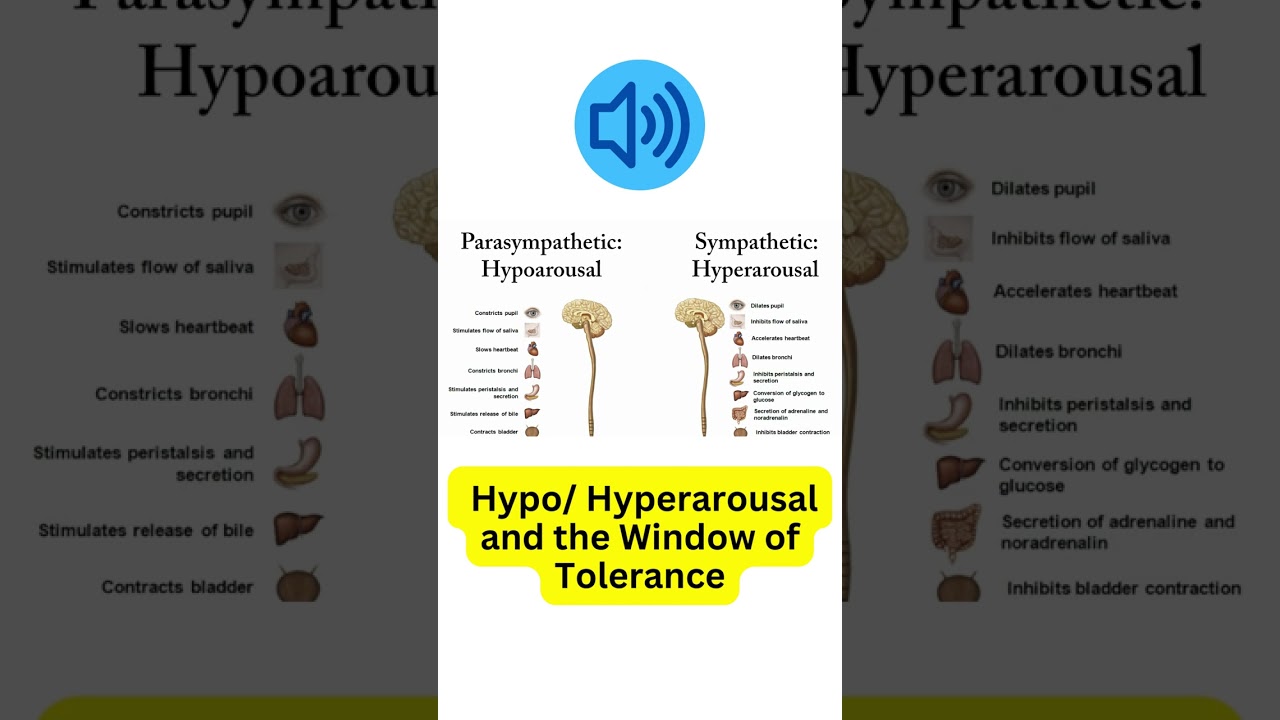 Nervous system activation: Hypo and Hyperarousal + the Window of Tolerance