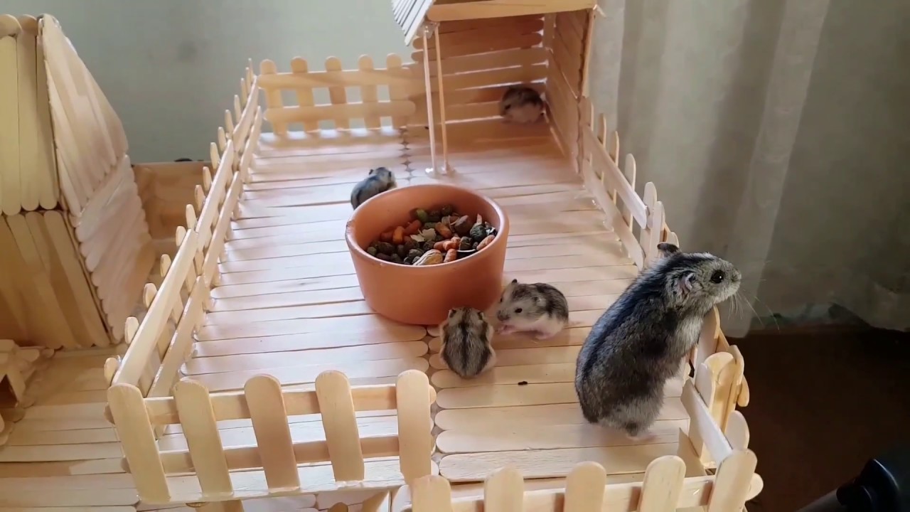 Como ficou o play ground dos hamster - Pets Na Net