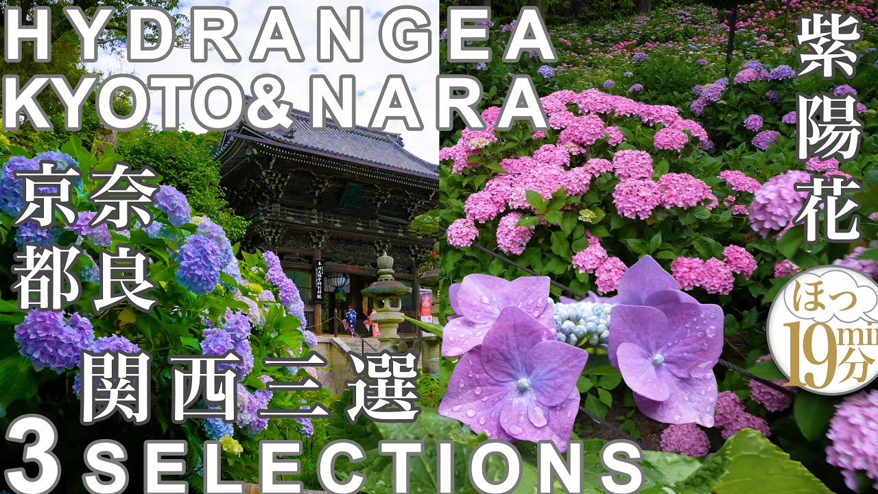 【紫陽花、関西三選】hydrangea Kansai ３selections, Nara, Kyoto , JAPAN
