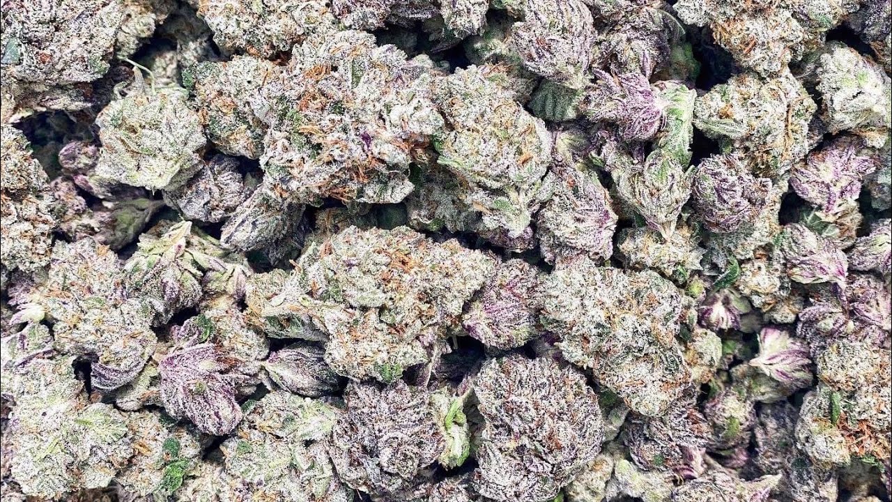 REDECAN 🍁 BLACK CHERRY 🍒 PUNCH 🤛🏼  20.1% THC HYBRID INDICA  😱