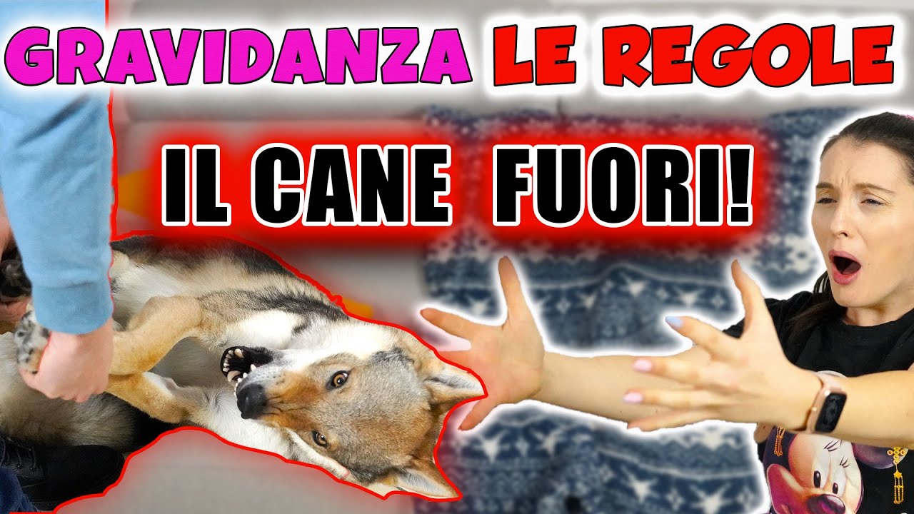CANE E GRAVIDANZA vediamo LE REGOLE