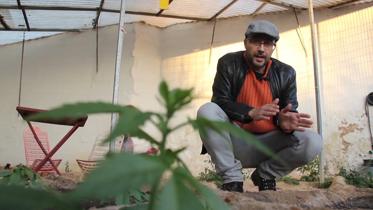 Marihuana Al Natural 16 Cultivo Invernal