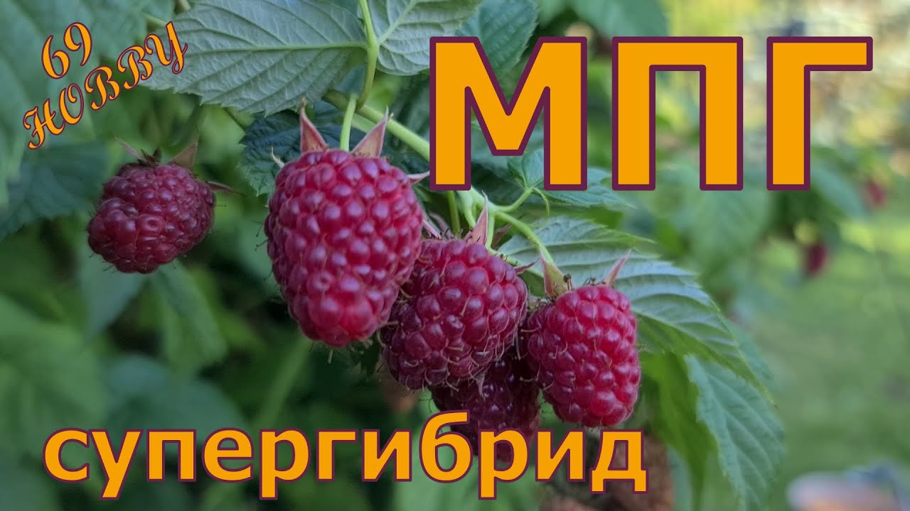 МАЛИНО - ПОЛЯНИЧНЫЙ ГИБРИД! Малиновое чудо в ВАШЕМ саду! Описание сорта