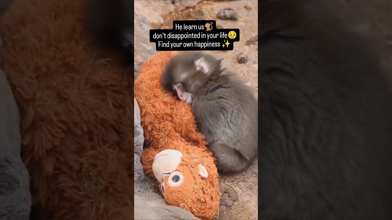 the viral monkey story 🐒 #youtubeshorts #viral #trending #monkey #story #explore #sad #viralmonkey