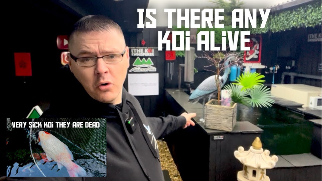 DID I SAVE THE REST OF MY KOI ARE THEY STILL ALIVE