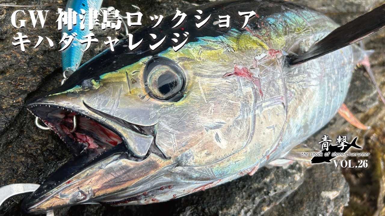 GW神津島ロックショアキハダチャレンジ【青撃VOL.26】/Challenge with Yellowfin Tuna at the rockshore　Kozushima Island