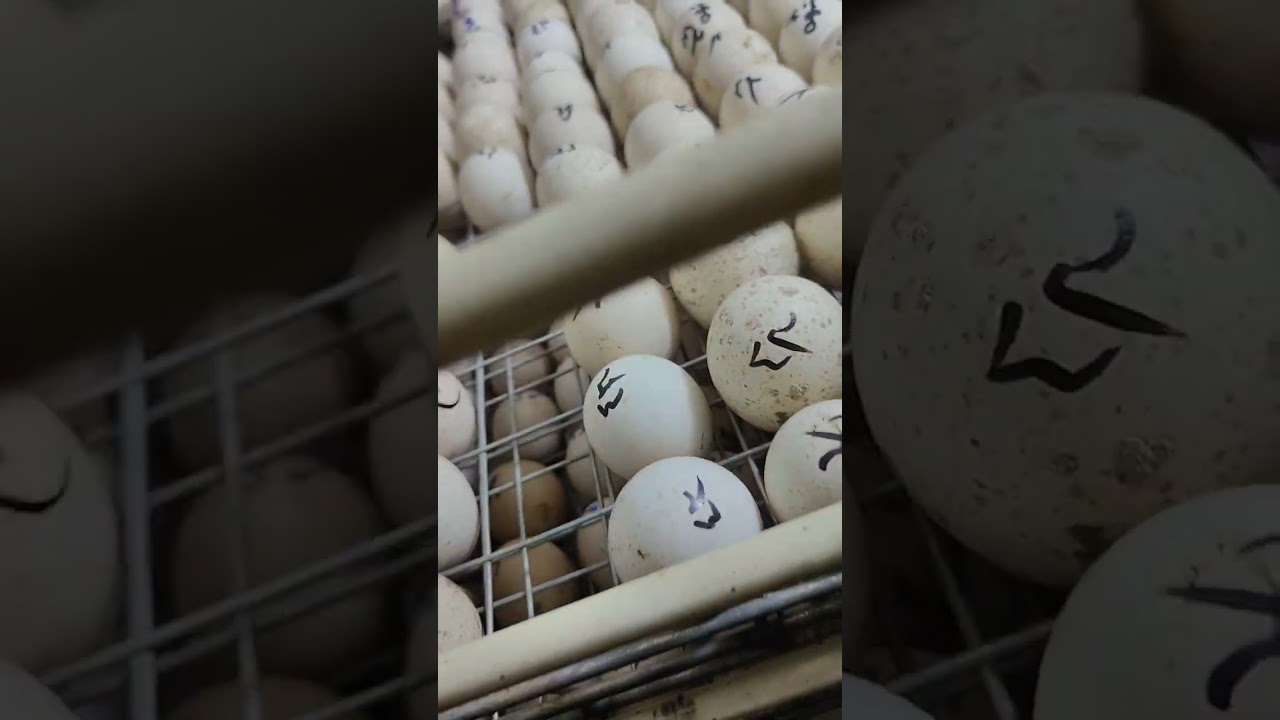 مفقس ابو يوسف الطائي 009647512544651🐓009647756318363🐓