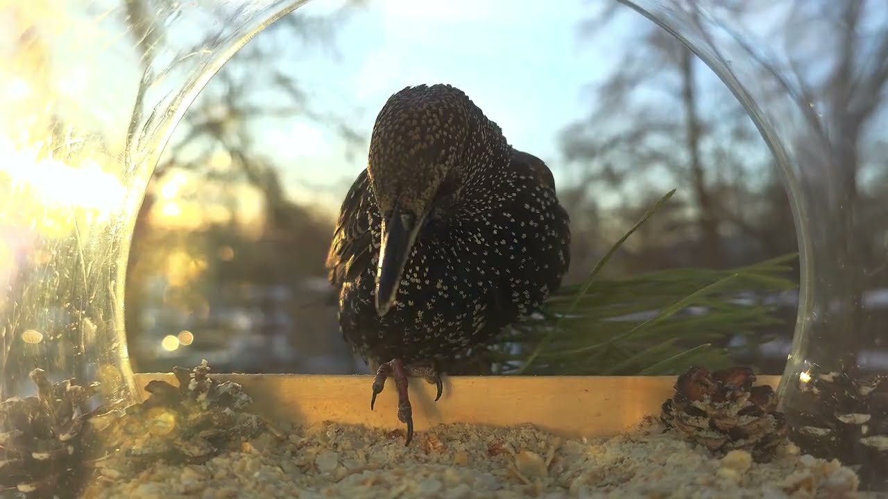 Starlings