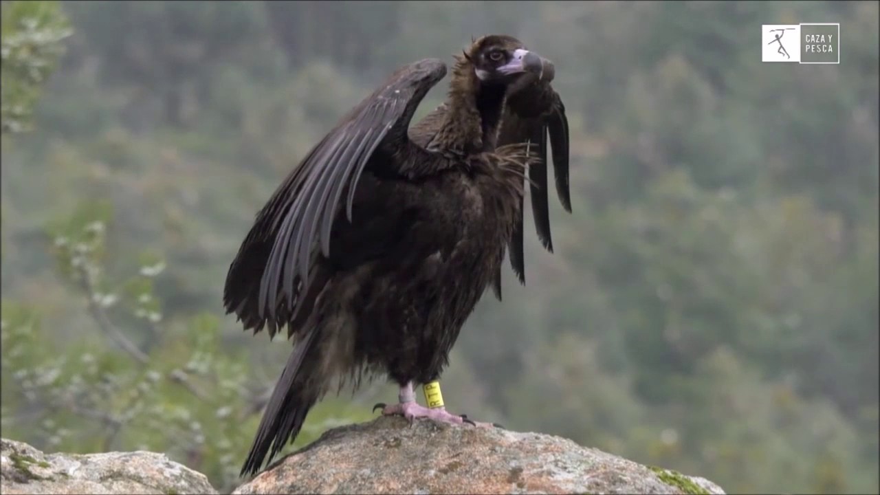 Veda Abierta Hidesmadrid