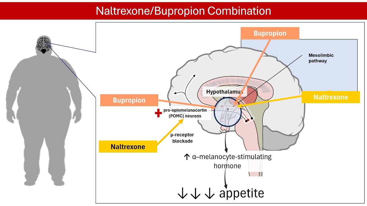 Get to know how anti-obesity medications help shed pounds │ Pharmacology