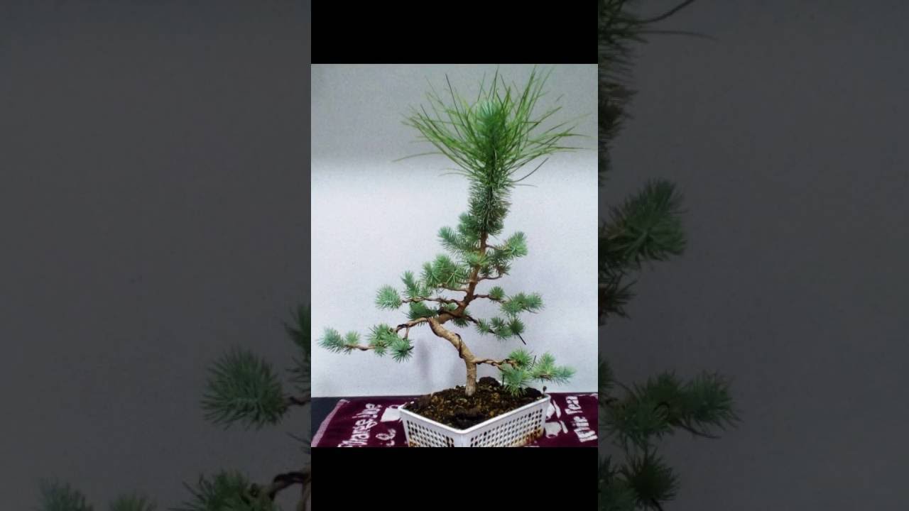 Bonsai Pinus Pinea (Evoluci&oacute;n)