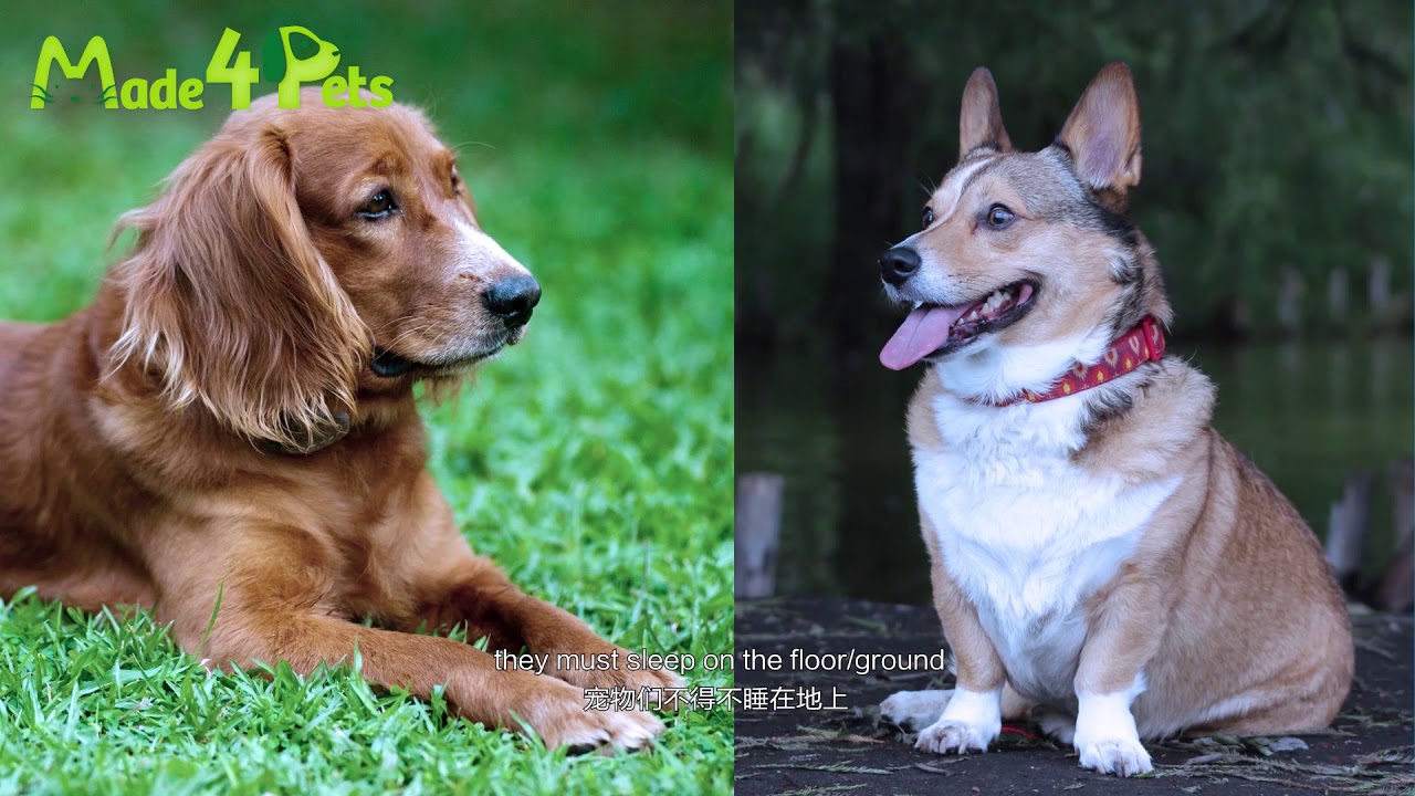 5 Pets Products For Animal Lovers | The Ultimate List