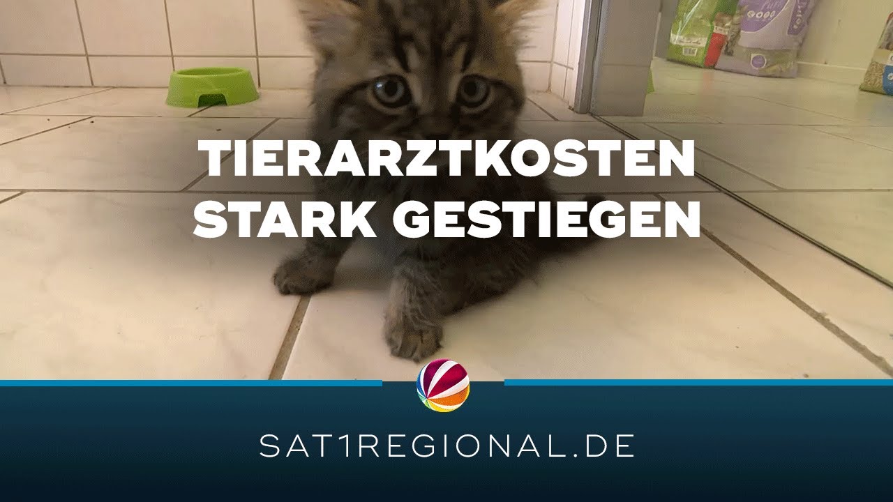 Gestiegene Tierarztkosten: Bund will Geb&uuml;hrenordnung &uuml;berpr&uuml;fen