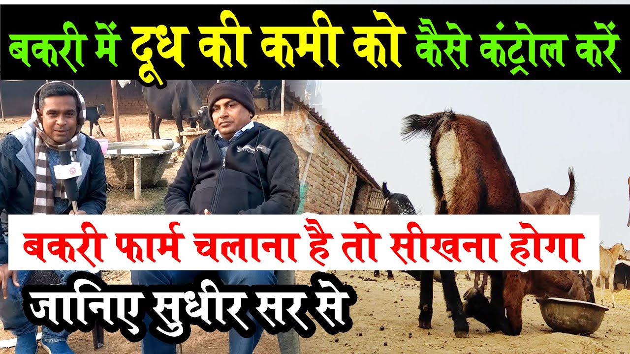 बकरी फार्म चलाना है और Goat Farming में सफल होना है तो जानिए बकरी में दूध की कमीं कैसे कंट्रोल करें