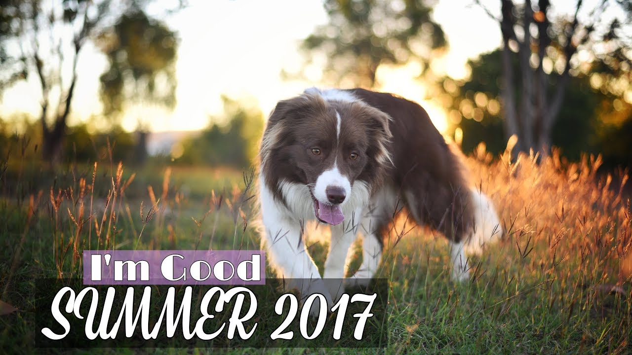 Border Collie Koda - Summer 2017