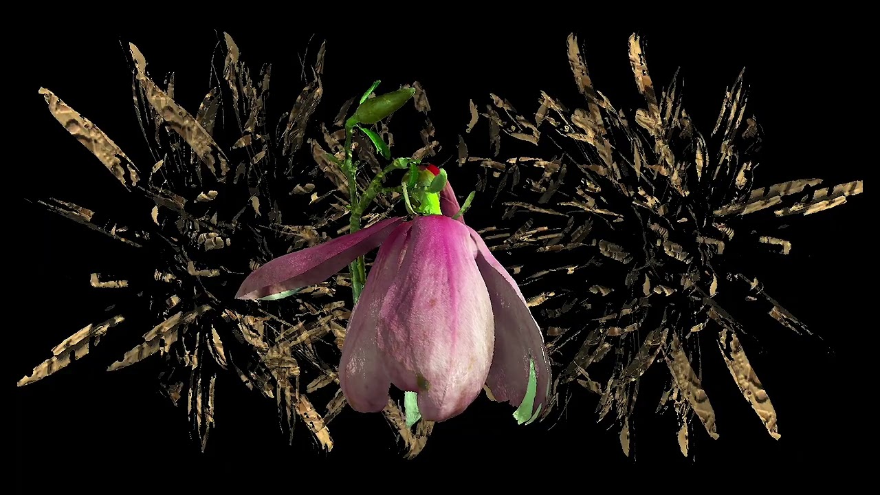 Magnolia, Chrysanthemum