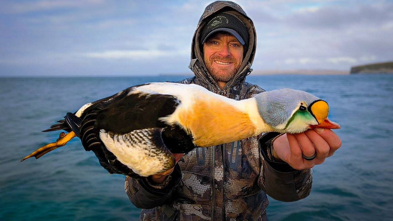 The Thrill Of Hunting King Eiders In Alaska (St Paul Island)