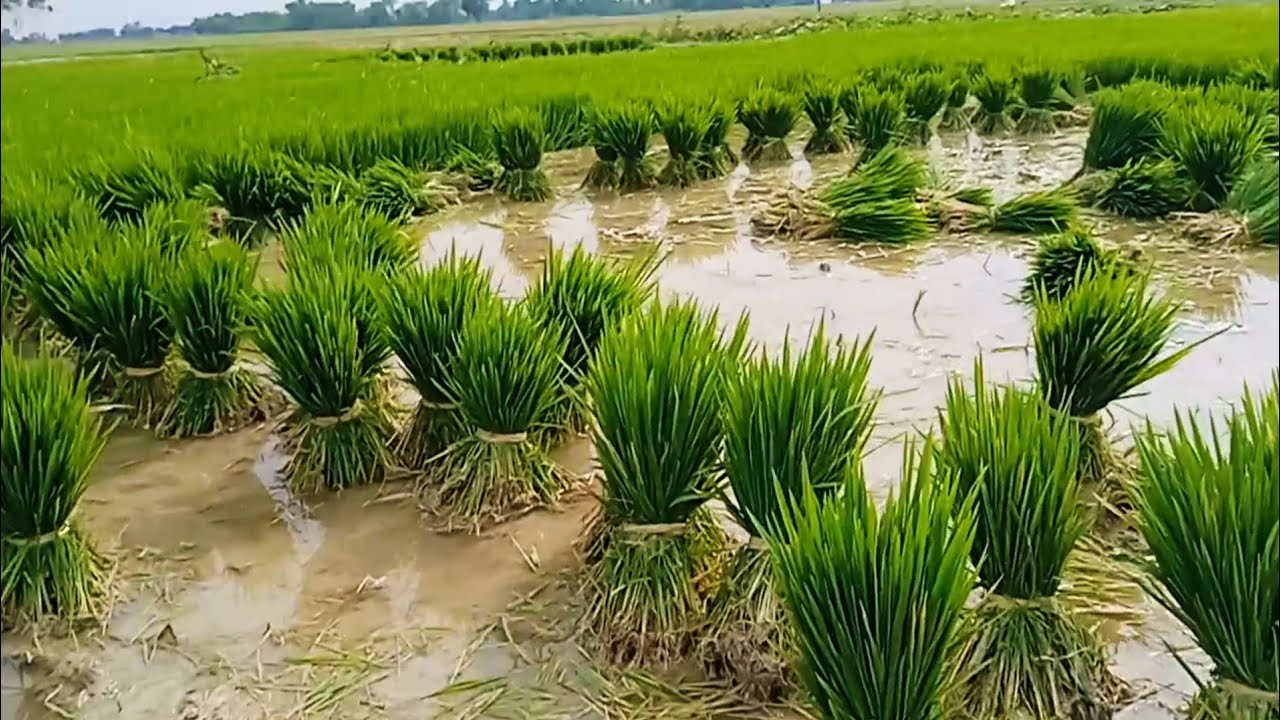 ||धान की रोपनी||#dhaankikheti #dhaan #paddyfarming #ajvlogs