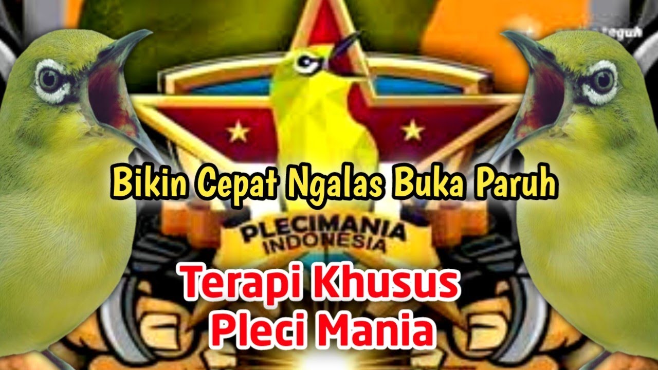 Pancingan Pleci Ngalas Pagi Hari + Terapi Air Mengalir Bikin Cepat Buka Paruh
