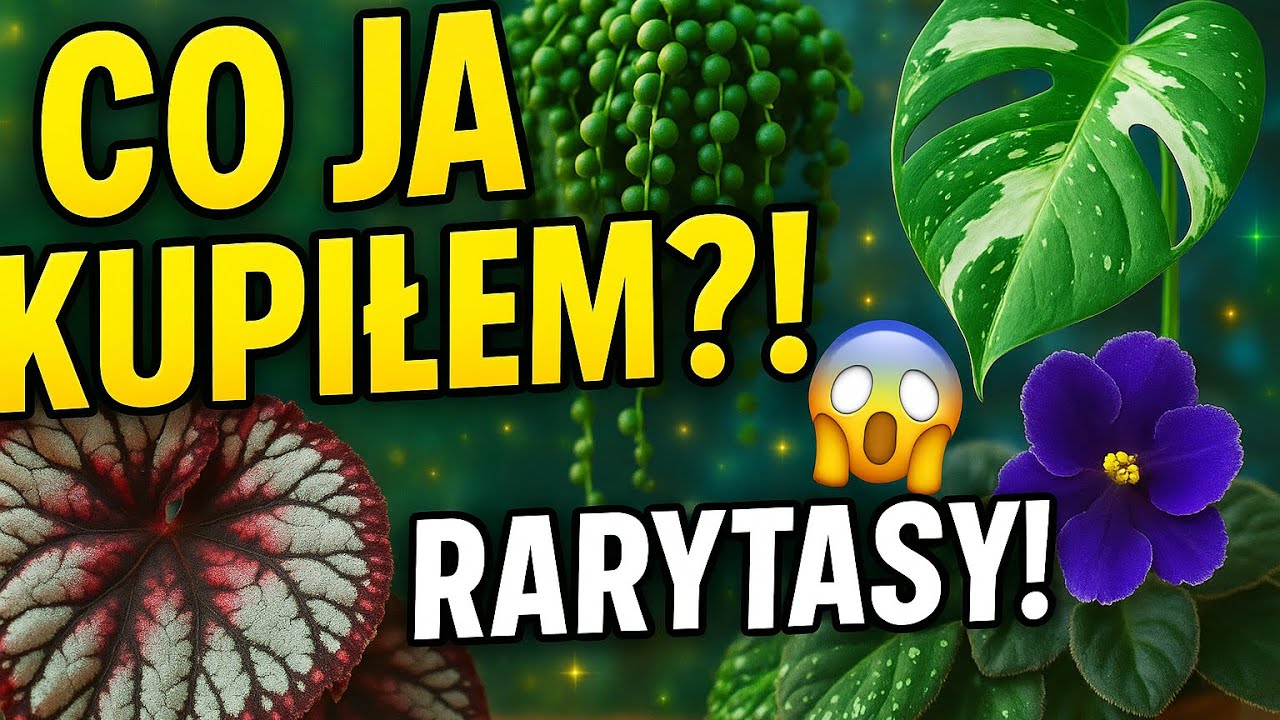 CO JA KUPIŁEM W STRASBURGU?! 🌿🤯 Roślinne rarytasy prosto z Francji!