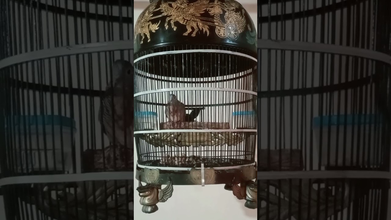 Perkutut BK #burunganggungan#hobiperkutut#birds#kungmania#perkututindonesia
