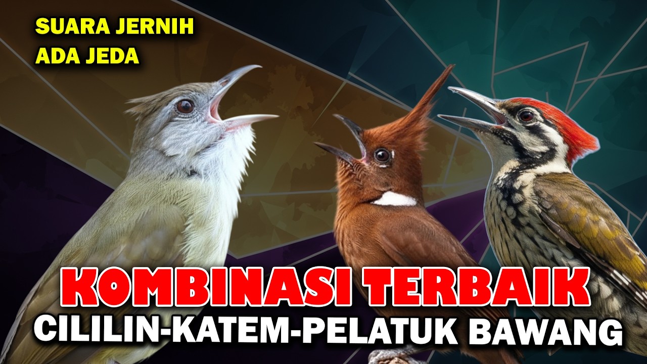 MASTERAN KOMBINASI TERBAIK PELATUK BAWANG CILILIN KAPAS TEMBAK